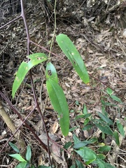 Smilax glabra