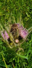 Cirsium scariosum