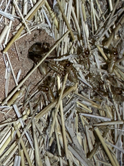 Hodotermes mossambicus