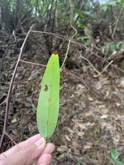 Smilax glabra