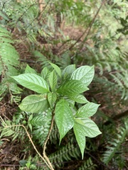 Clerodendrum cyrtophyllum