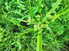 Cyperus difformis