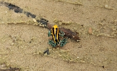 Ranitomeya