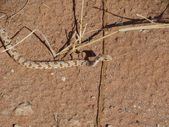 Dipsina multimaculata