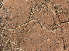 Dipsina multimaculata