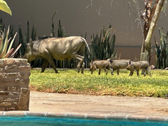 Phacochoerus africanus