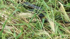 Notechis scutatus occidentalis