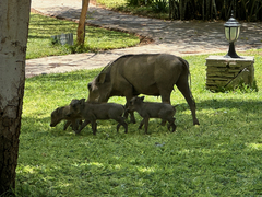 Phacochoerus africanus
