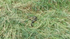 Notechis scutatus occidentalis