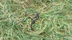 Notechis scutatus occidentalis