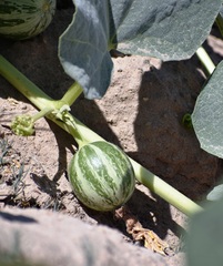 Cucurbita foetidissima