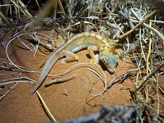 Pachydactylus rangei