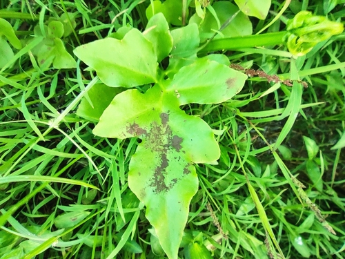 Ceratopteris cornuta, photograph 5