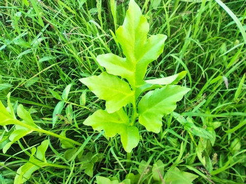 Ceratopteris cornuta, photograph 6
