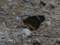 Danaus chrysippus