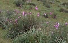 Dierama pulcherrimum
