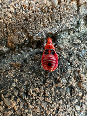 Ectrichodia crux