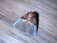 Eloasa