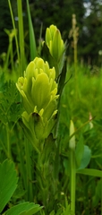 Castilleja cusickii
