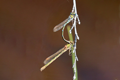 Austrolestes cingulatus