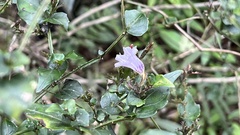Strobilanthes flexicaulis
