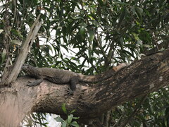 Varanus bengalensis