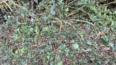 Strobilanthes flexicaulis