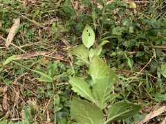 Symplocos paniculata