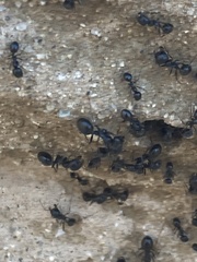 Veromessor pergandei