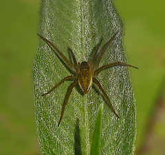 Dolomedes facetus