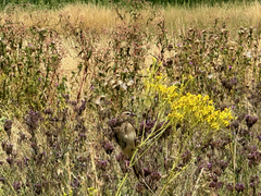Euplectes progne