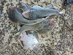 Glaucostegus obtusus