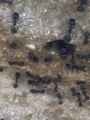 Veromessor pergandei