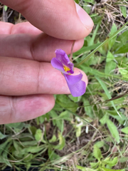 Oxalis obliquifolia