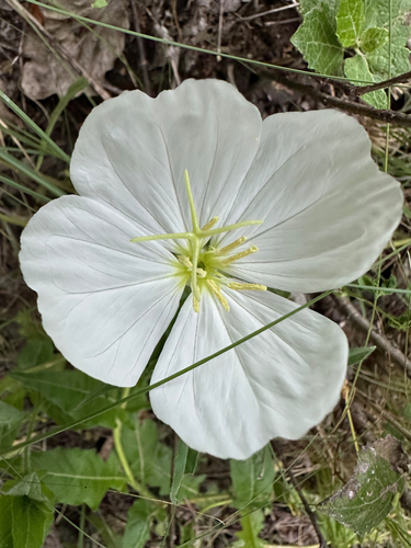 Oenothera tetraptera image