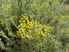 Helichrysum foetidum