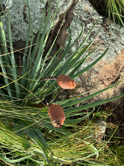 Kniphofia caulescens