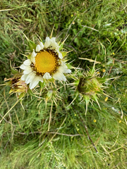 Berkheya cirsiifolia