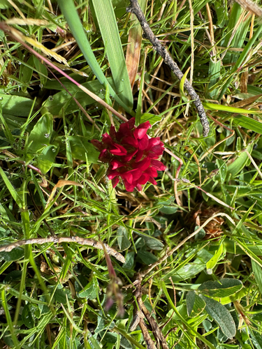 Trifolium africanum image