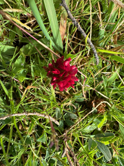 Image of Trifolium africanum