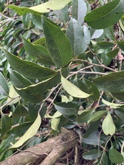 Diospyros morrisiana