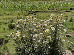 Berkheya cirsiifolia