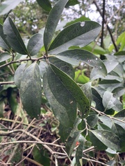 Diospyros morrisiana