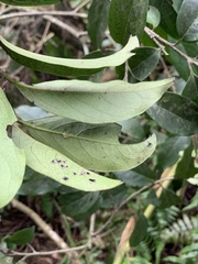 Diospyros morrisiana