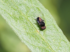 Lindneromyia