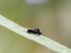 Lindneromyia
