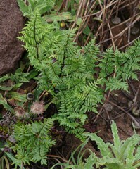 Cheilanthes quadripinnata