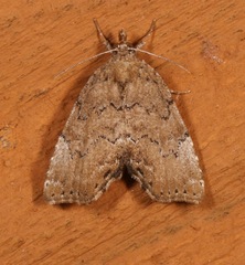 Cutina aluticolor