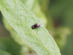 Lindneromyia