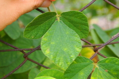 Rhynchosia volubilis